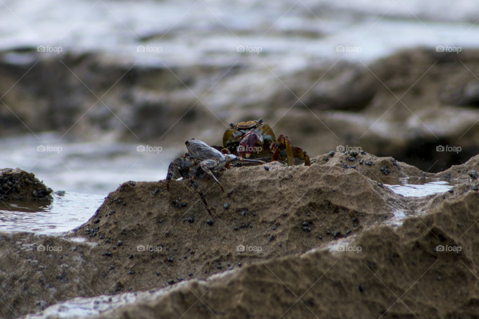 Crabs