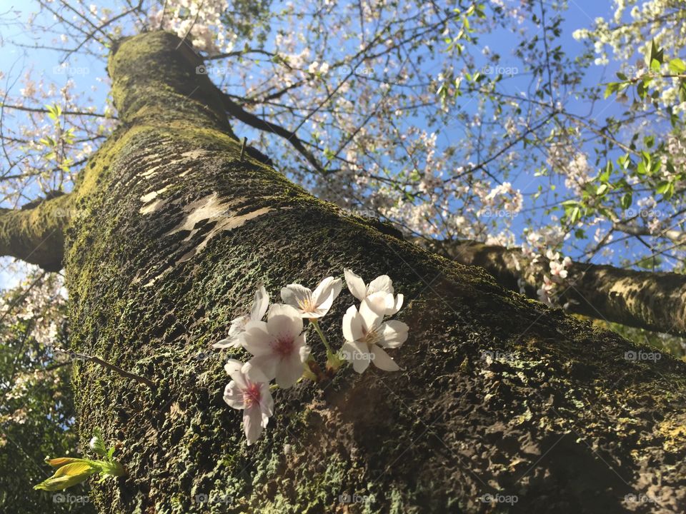 cherry blossom tree