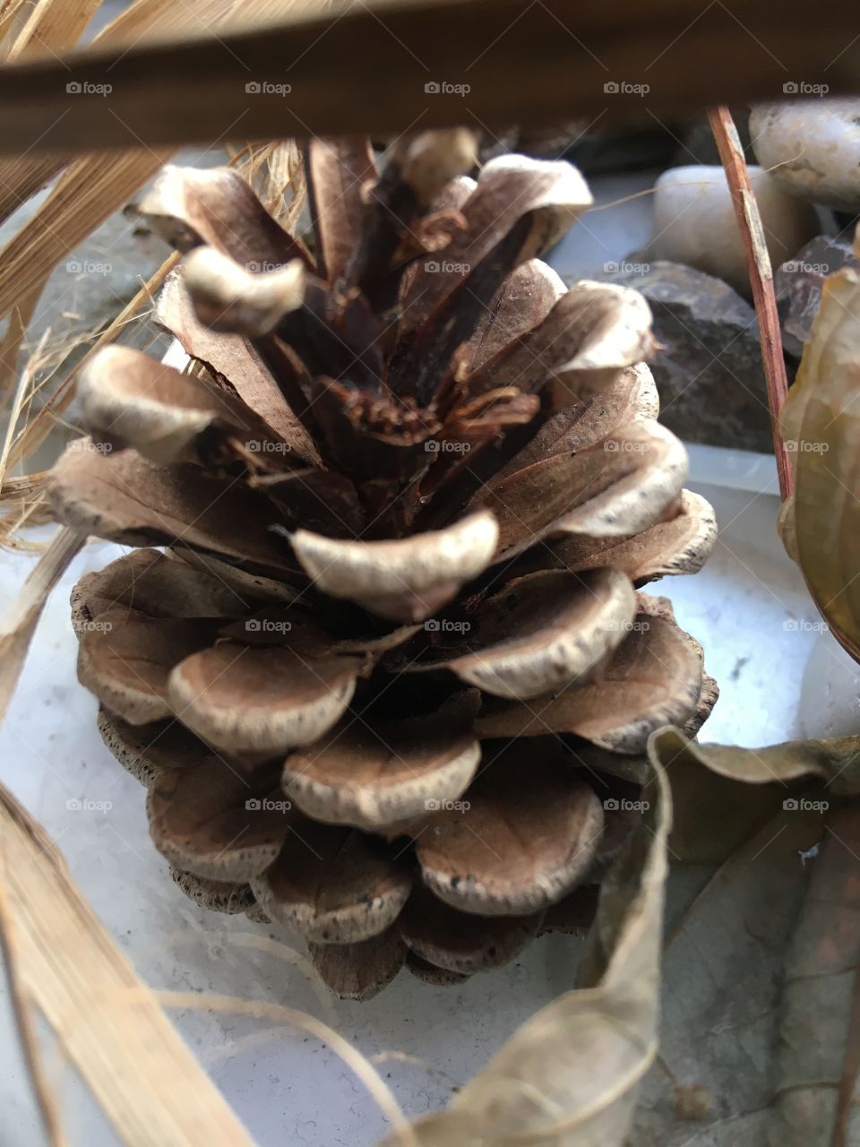 A child’s natural treasure from walks, playing and exploring the woods with his friends. Pine cones, leaves and rocks make the best decorations. 