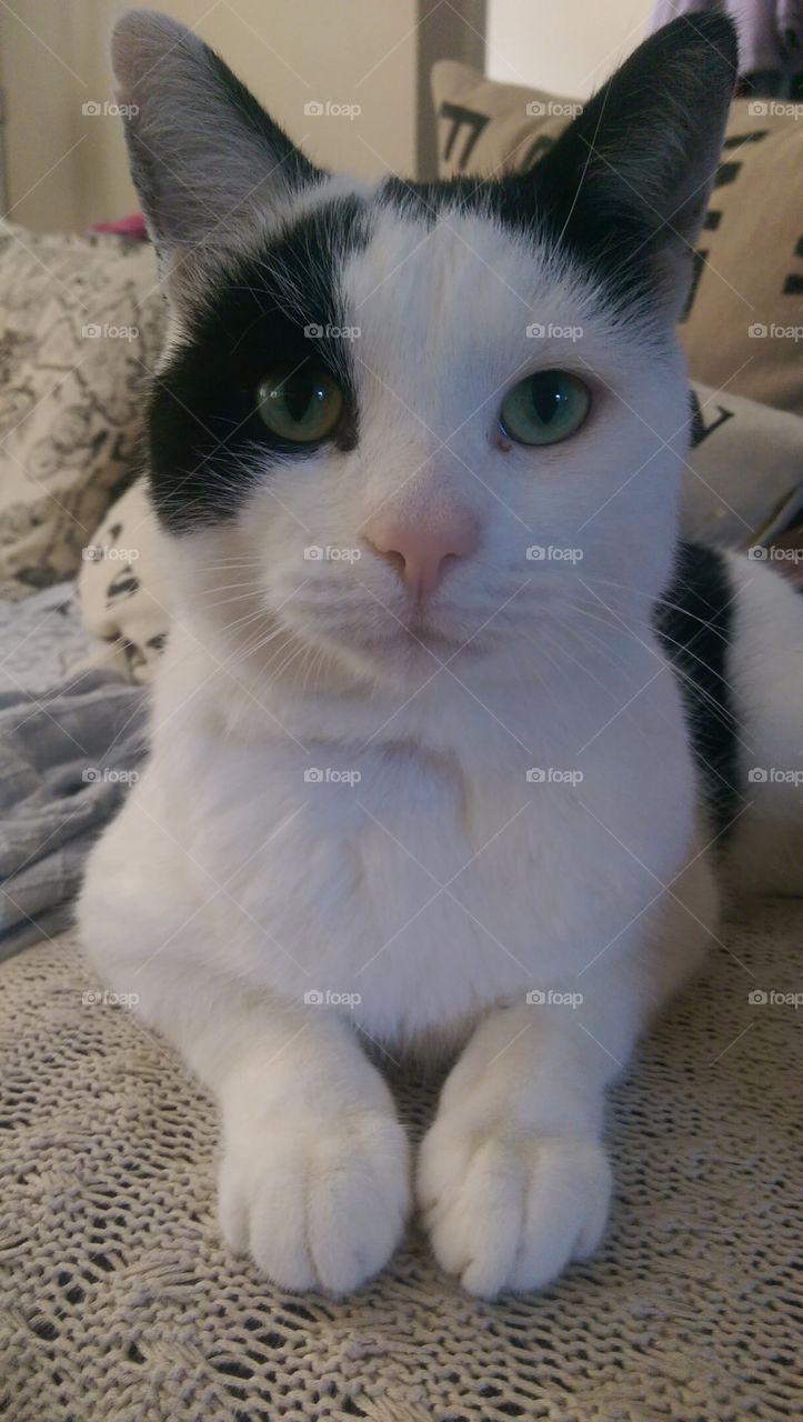 close up of black and white cat indoors