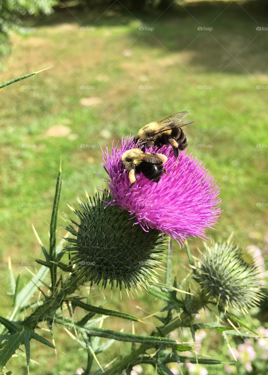 Nature, Flora, Flower, Summer, Bee