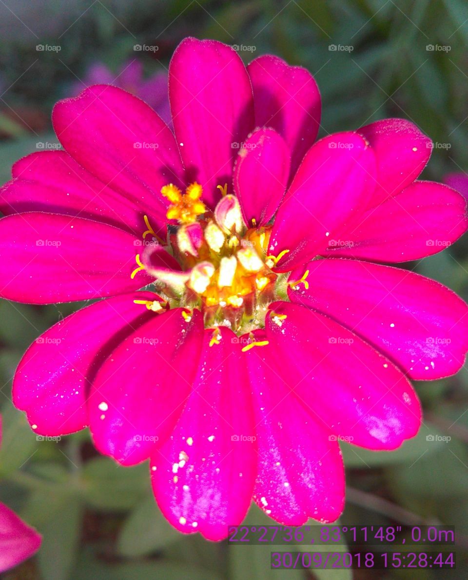 A very beautiful pinky pink natural color in the nice flower.