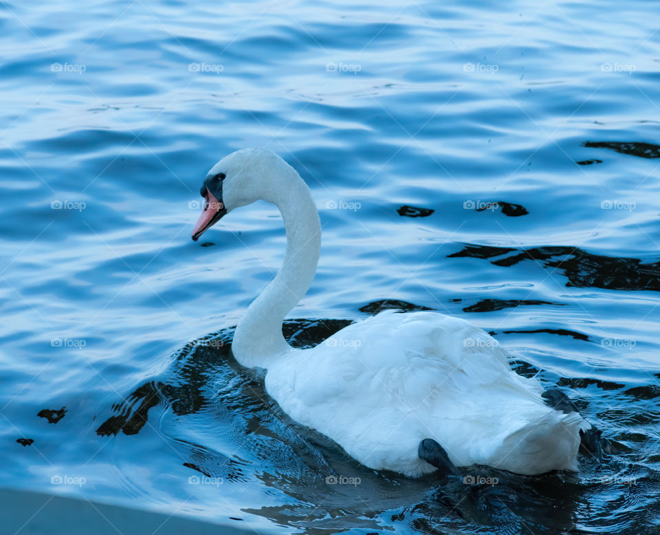A beautiful swan swimming in a small lake by Merrimac, MA. Looks like it was staring straight back at me. 