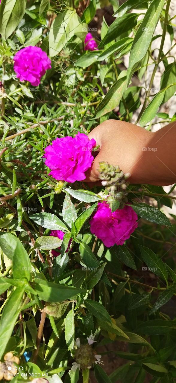 a beautiful hand and flowers