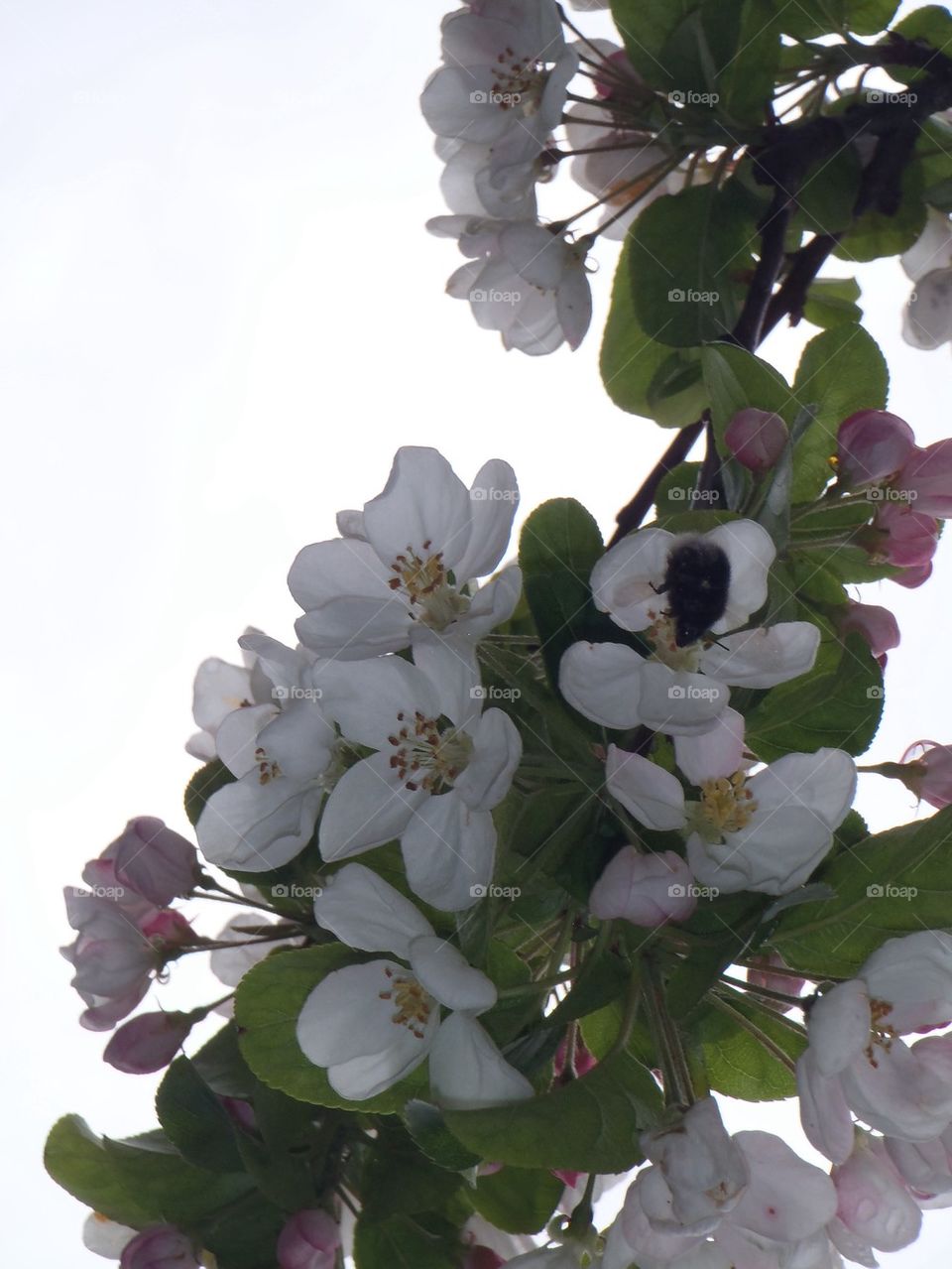 Bees bloom - it's spring