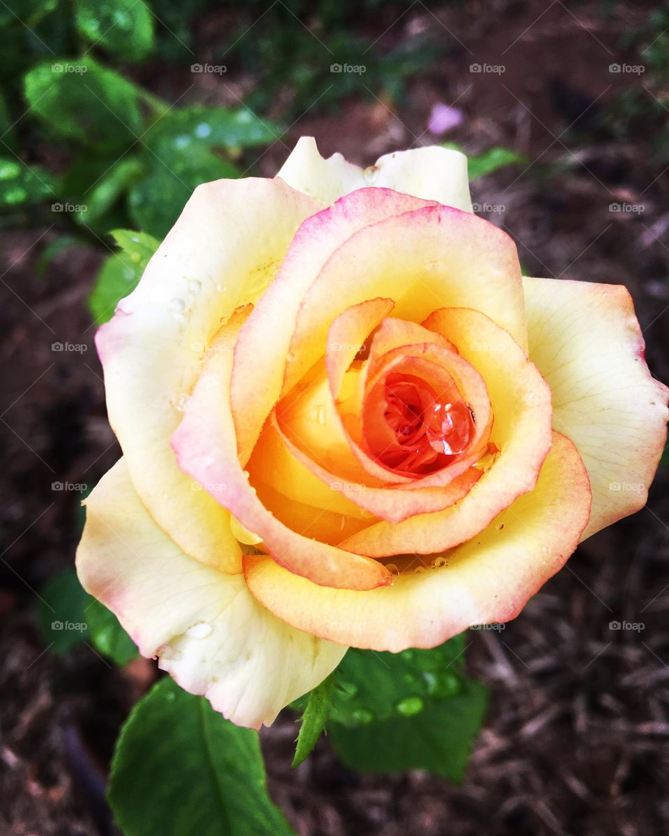 Spring - 🌹 🇺🇸 Very beautiful flowers to brighten our day.  Live nature and its beauty. Did you like the delicate petals? / 🇧🇷 Flores muito bonitas para alegrar nosso dia. Viva a natureza e sua beleza. Gostaram das pétalas delicadas? 