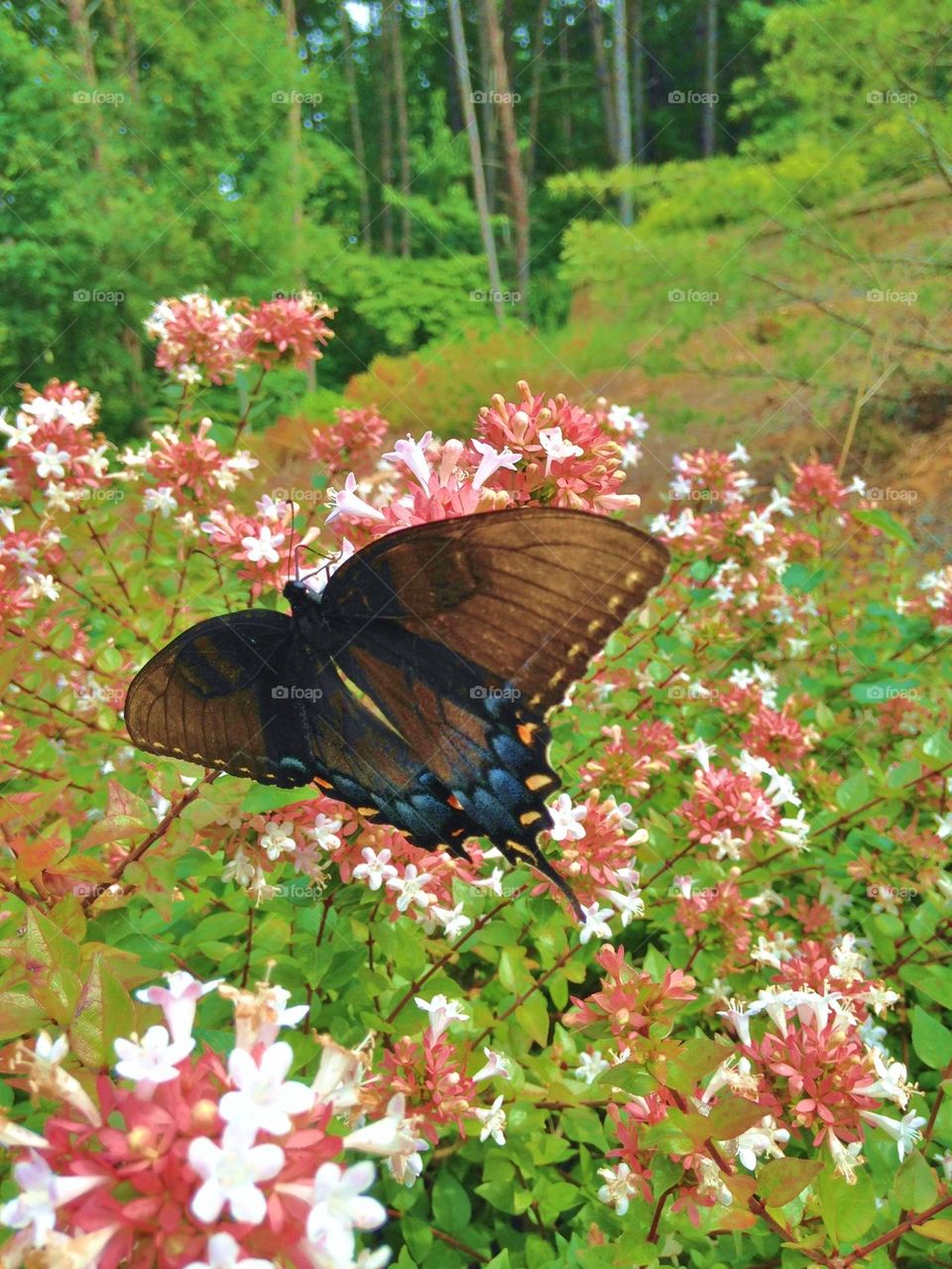 Butterfly flying over wildflowers