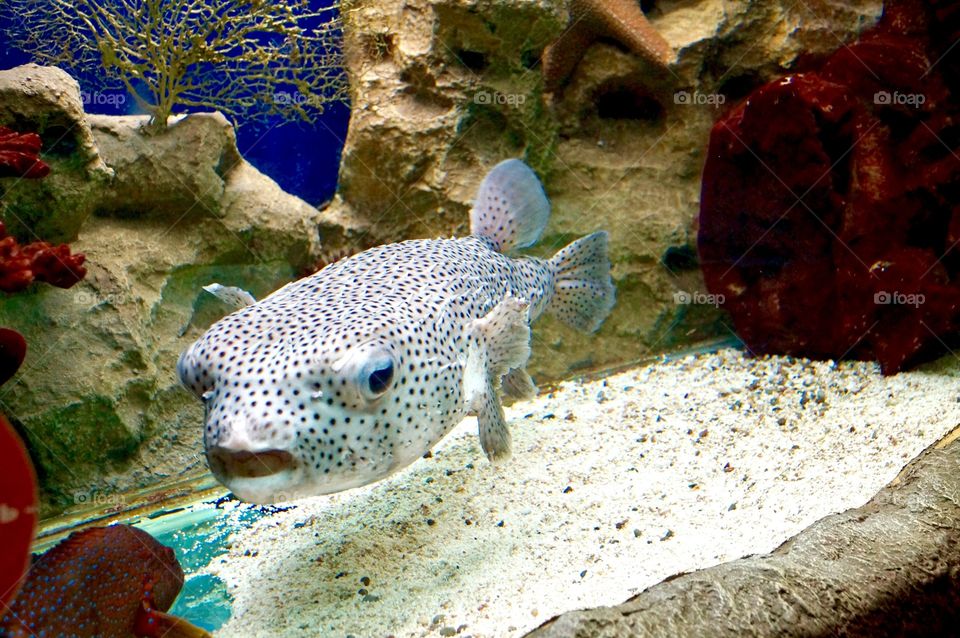 spotted sea fish
