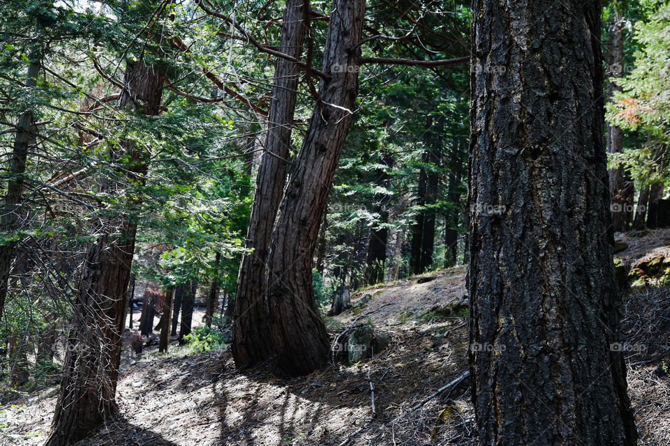 Sequoia National Forest