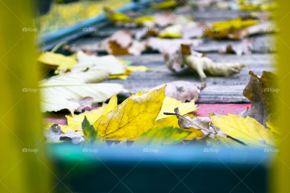 Autumn leaves scattered on an outdoors wooden floor