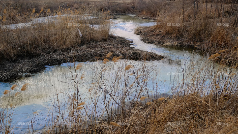 withered reeds by the pond