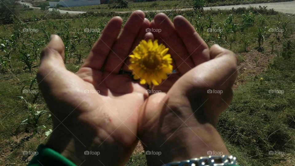 Beautiful yellow flower in spring