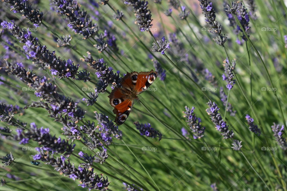 Butterfly Inachis io on lavender