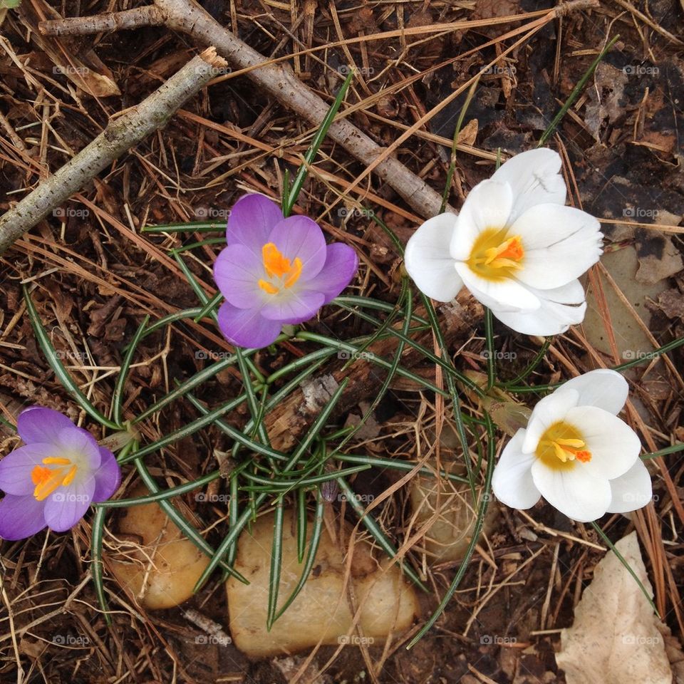 Crocus in pre-spring 