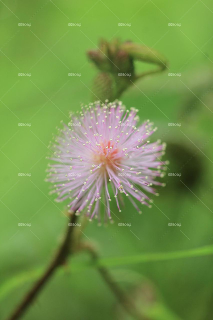 Mimosa Pudica