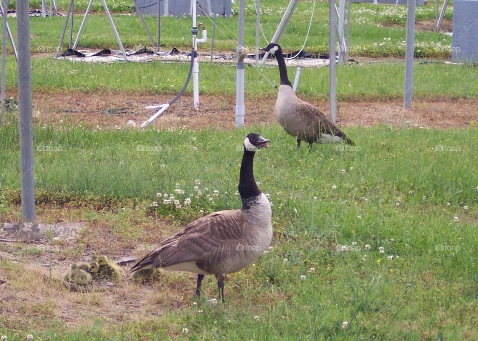 Canadian geese out for a stroll. 