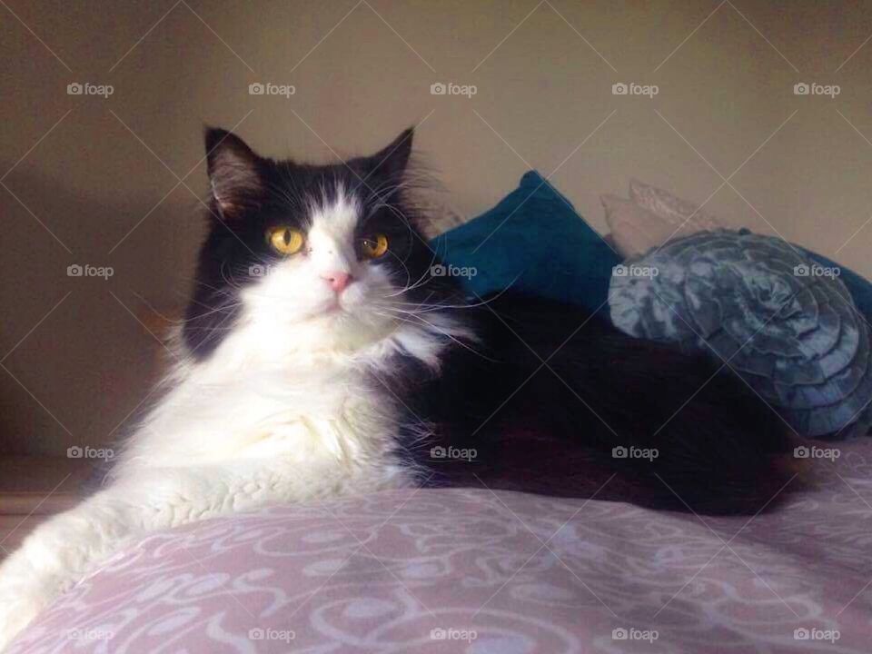 The cat rules the household!