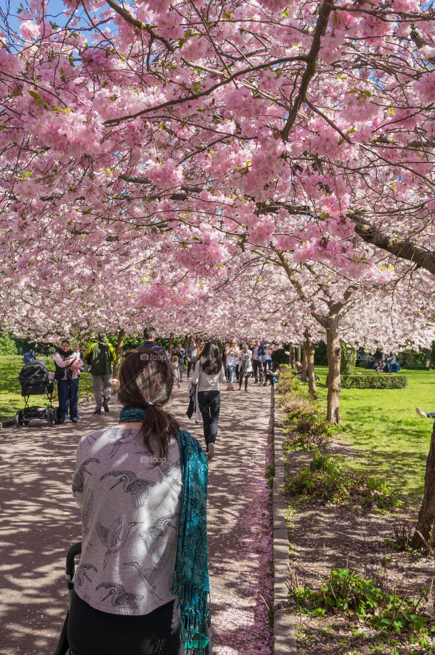 Pink park