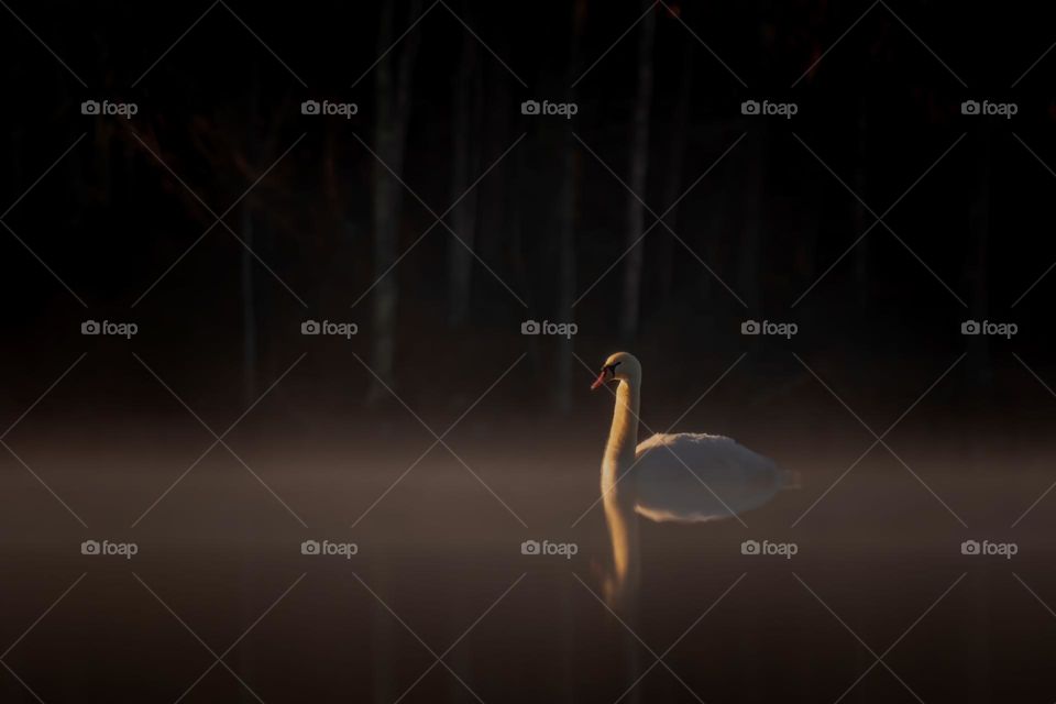 A Mute Swan drifts within the mist. Lake Benson, Garner, North Carolina. 