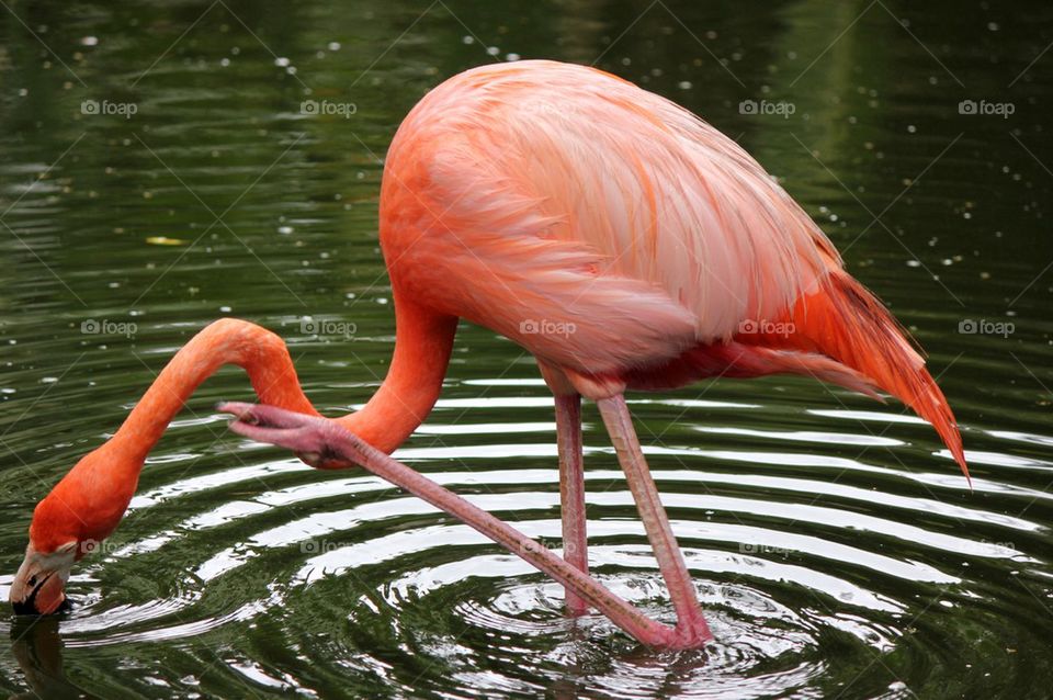 Flamingo enjoying life 