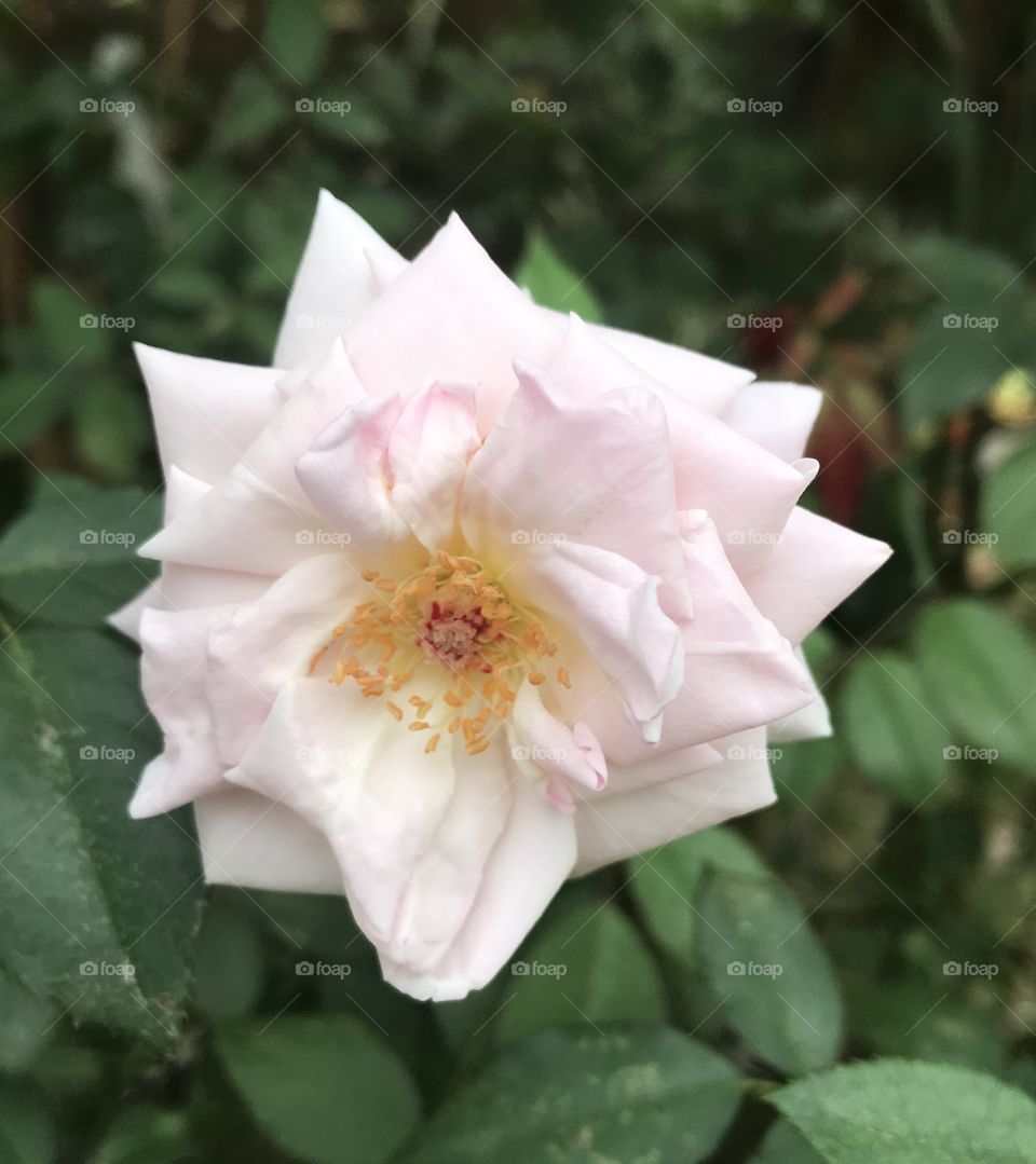 Rosa hybrida.