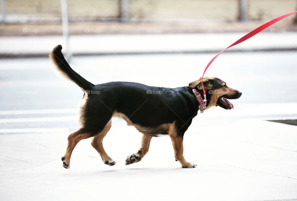 Happy dog on a red leash running on the road