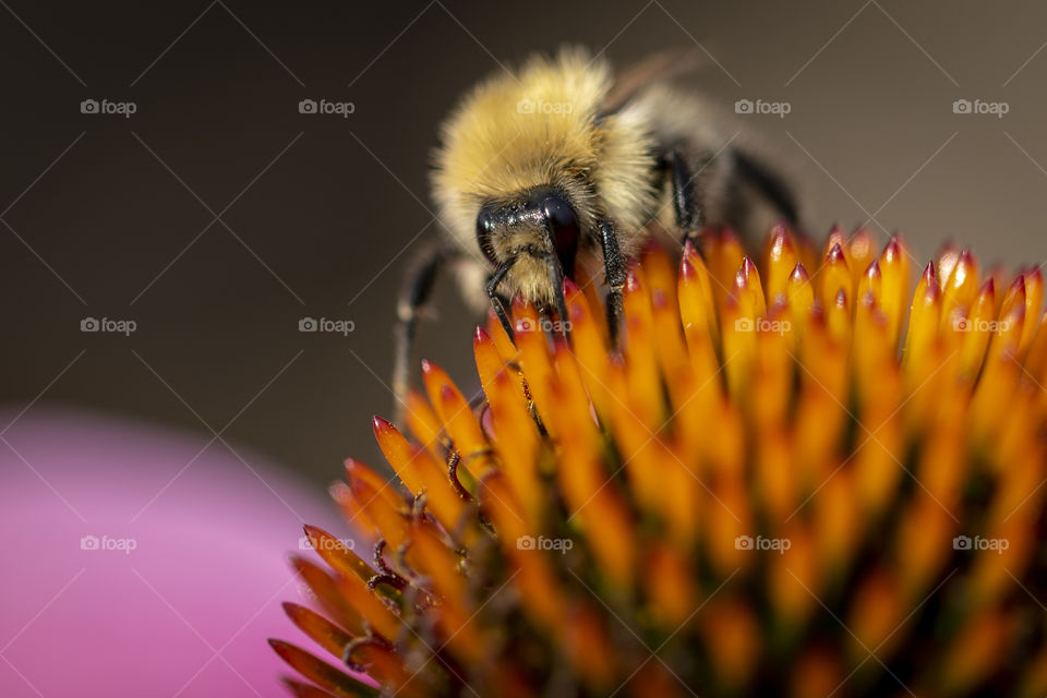 A macro portrait of a bee collecting the pollen from the core of a purple echinacea purpurea coneflower also known as the magnus superior flower.