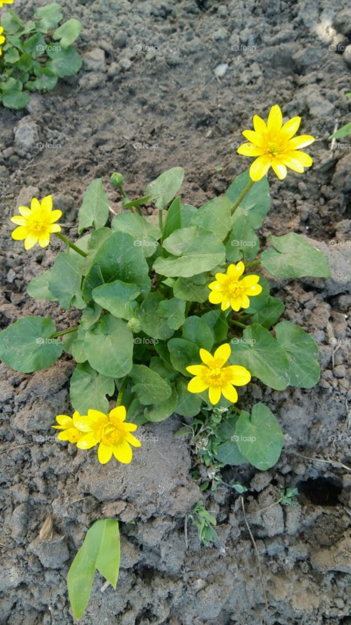 yellow flowers