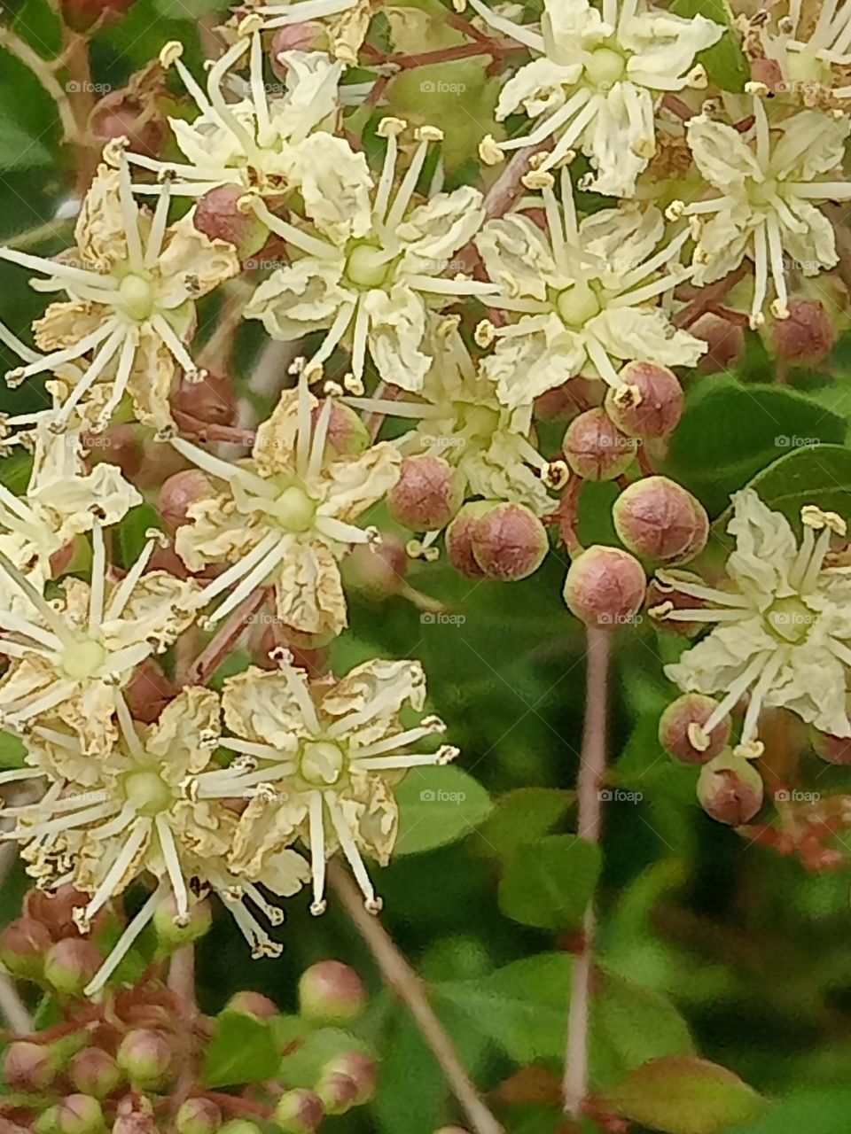 Ravarma VanguvO / Lawsonia inermis /  henna tree  / the mignonette tree / flowering plant