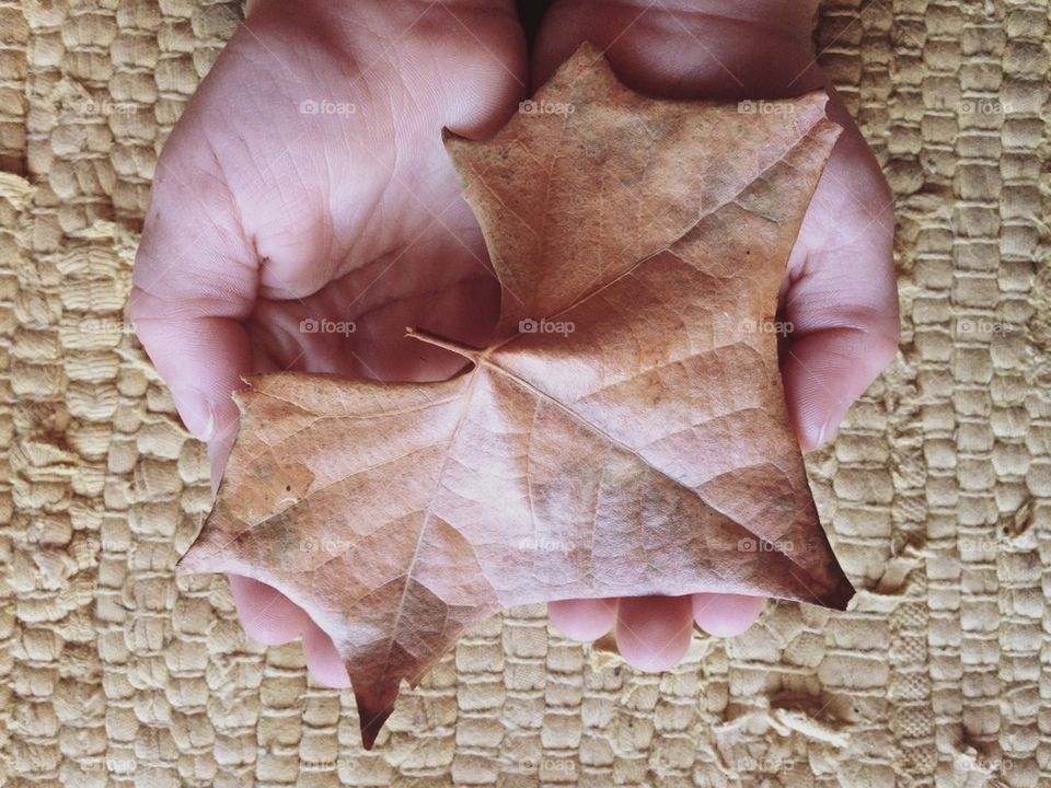 Hands holding leaf