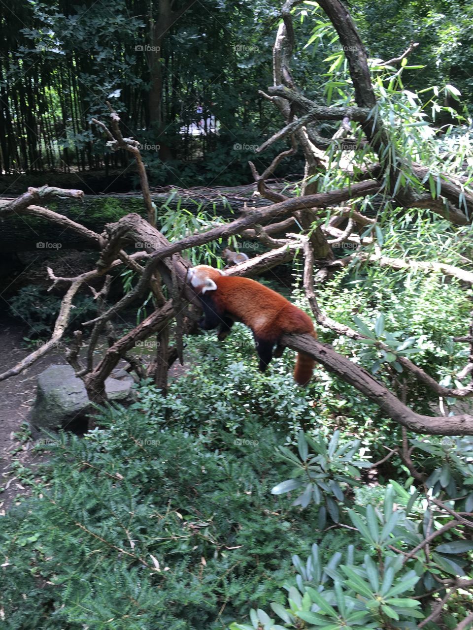 Red panda
