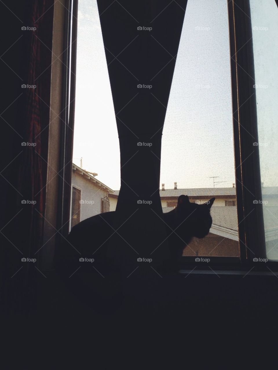 Cat by window