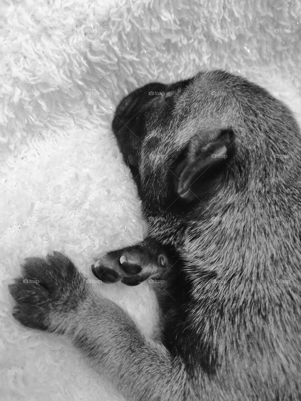 Sleeping 4-day old puppy