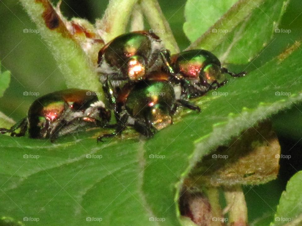 Japanese beetles having a dogpile