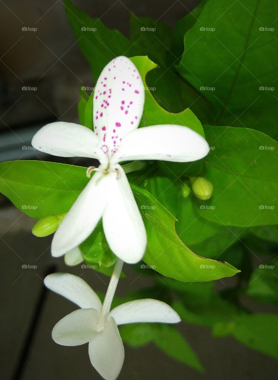 pink colour on white flowers and buds