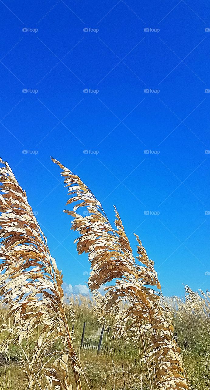 sea oats blowing in the breeze on the beach dunes