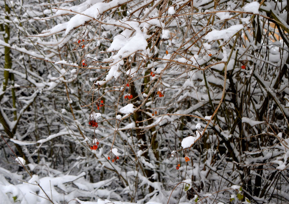 Snow covers a tree with berries