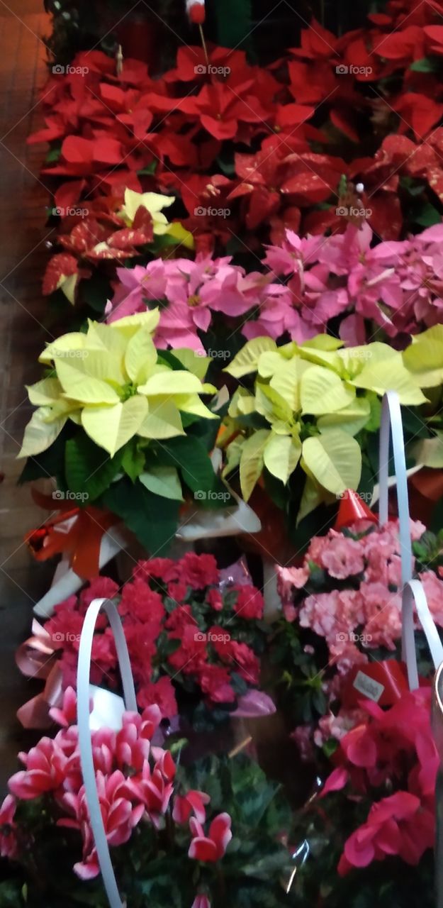 plantas navideñas