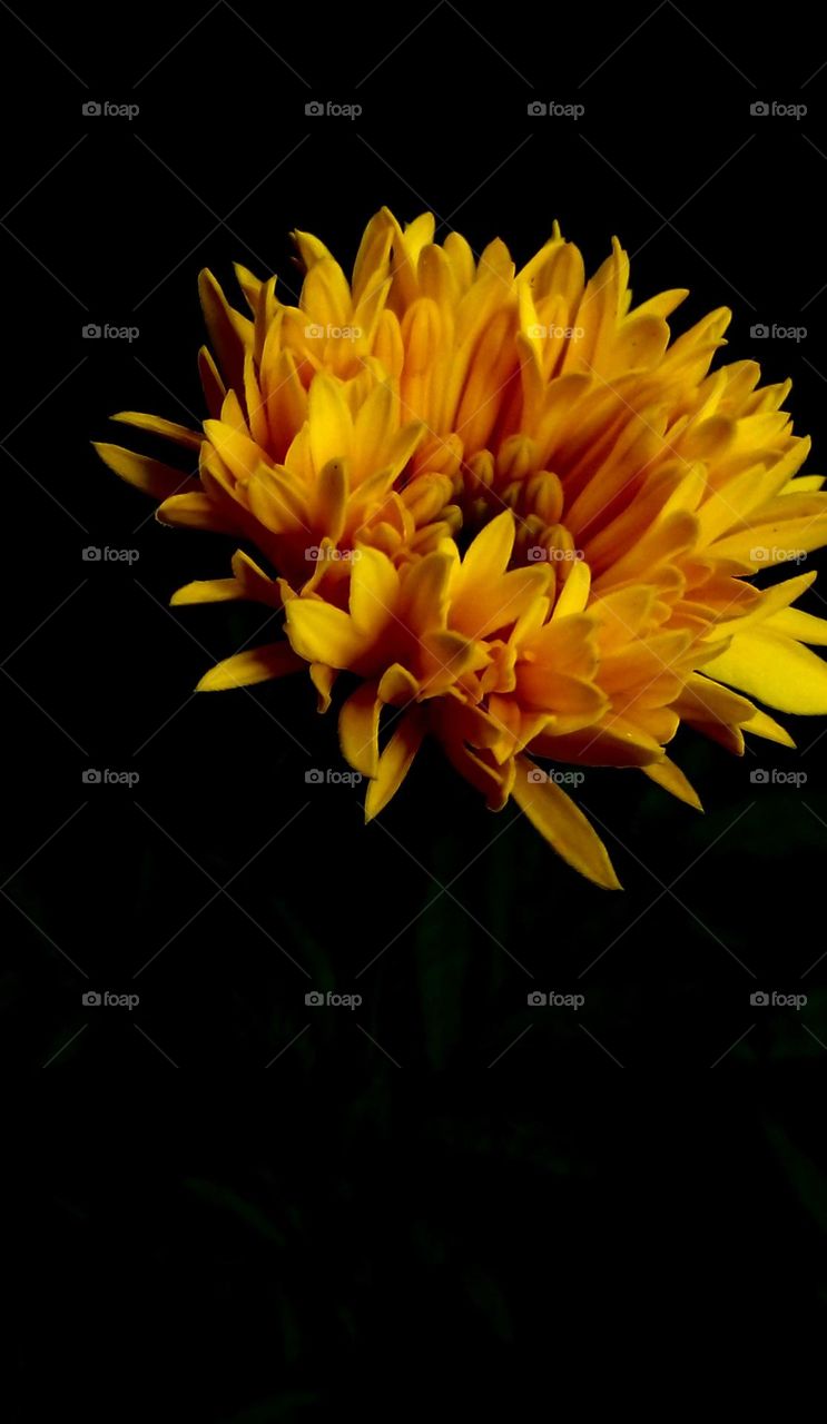 naturelove, beautiful flower, yellow love, green love