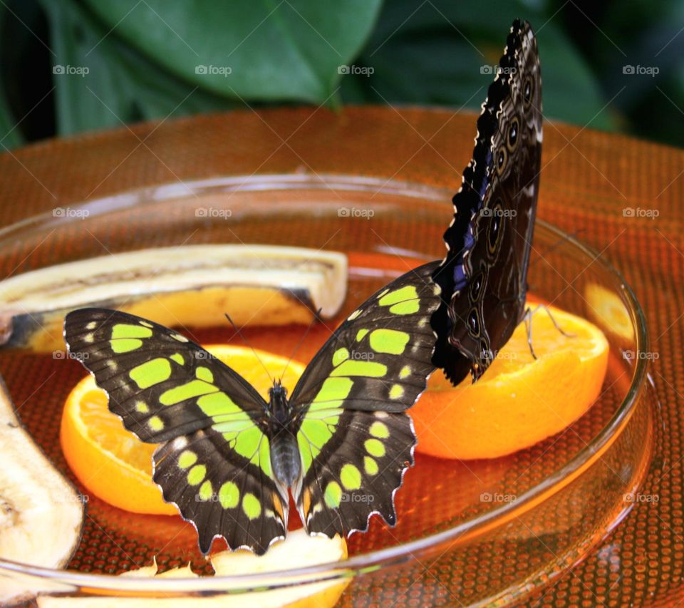 beautiful butterflies