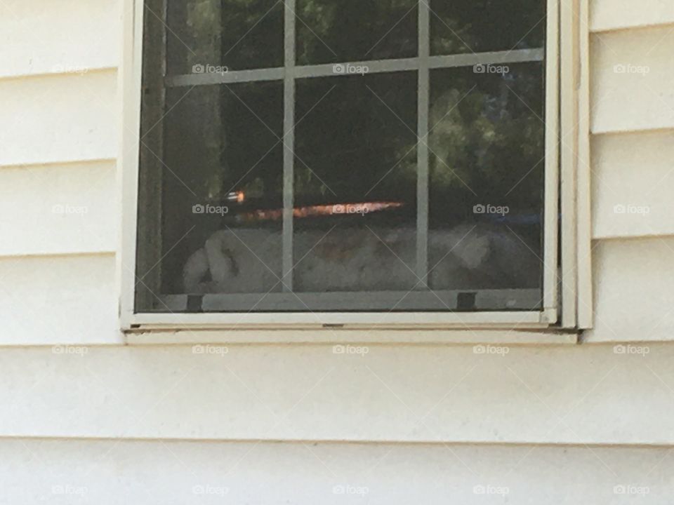 My favorite place to hide from Gizmo and take a nap. You can’t see me can you?   