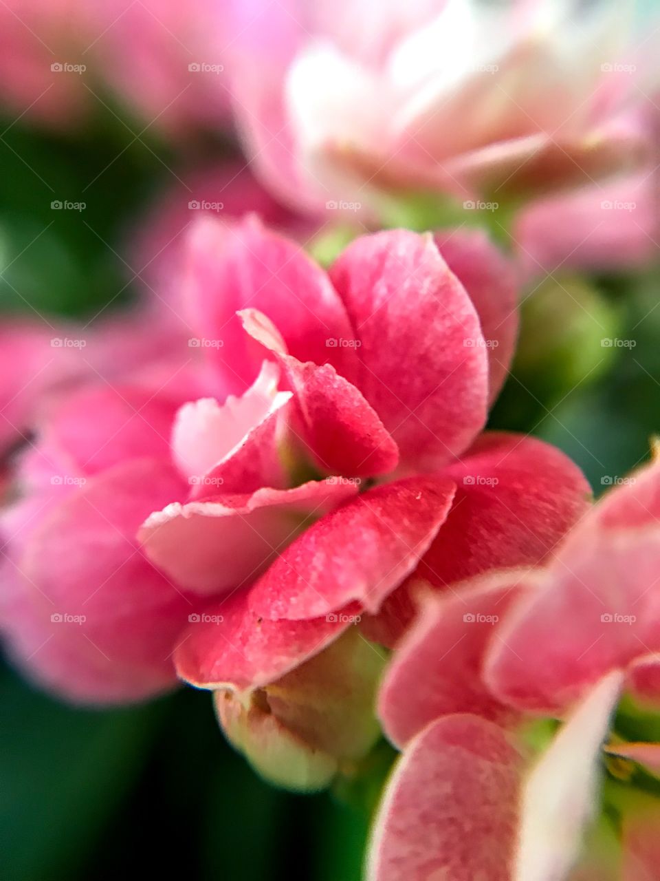 Kalanchoe in focus