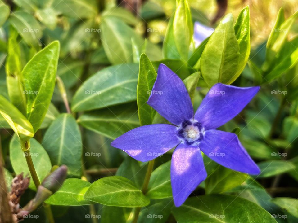 Close up of a small blue periwinkle in spring
