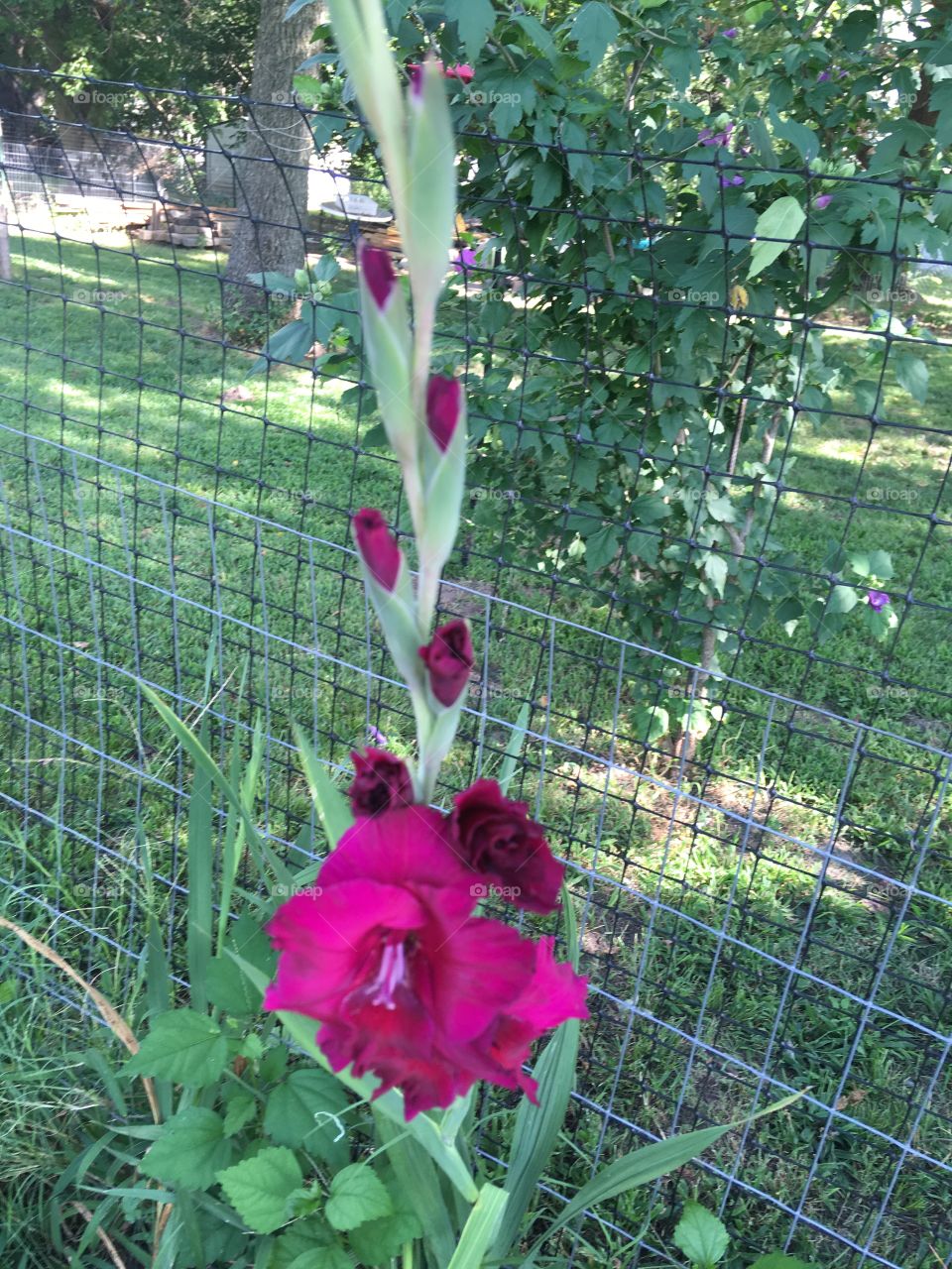 Love this color love Glads and so do my hummingbirds, this color is so deep I’m impressed.