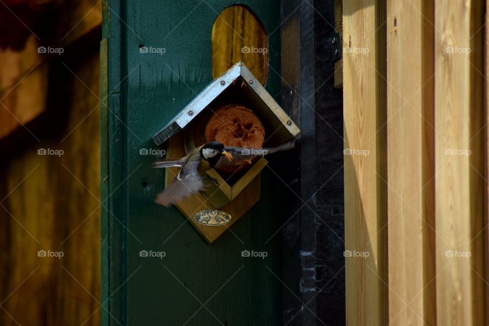 The bird did find some food for his little ones.