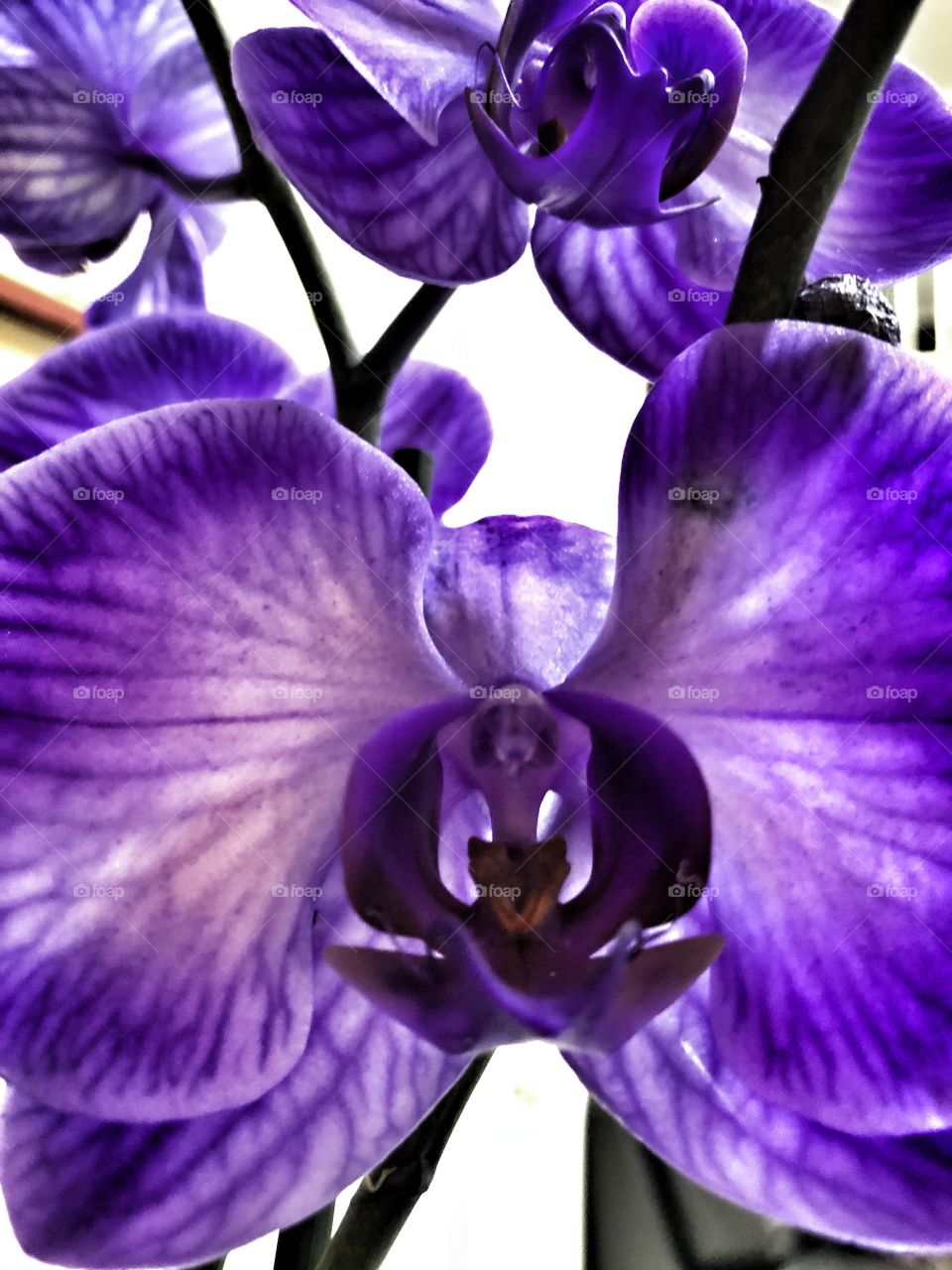 Orchid in bloom 