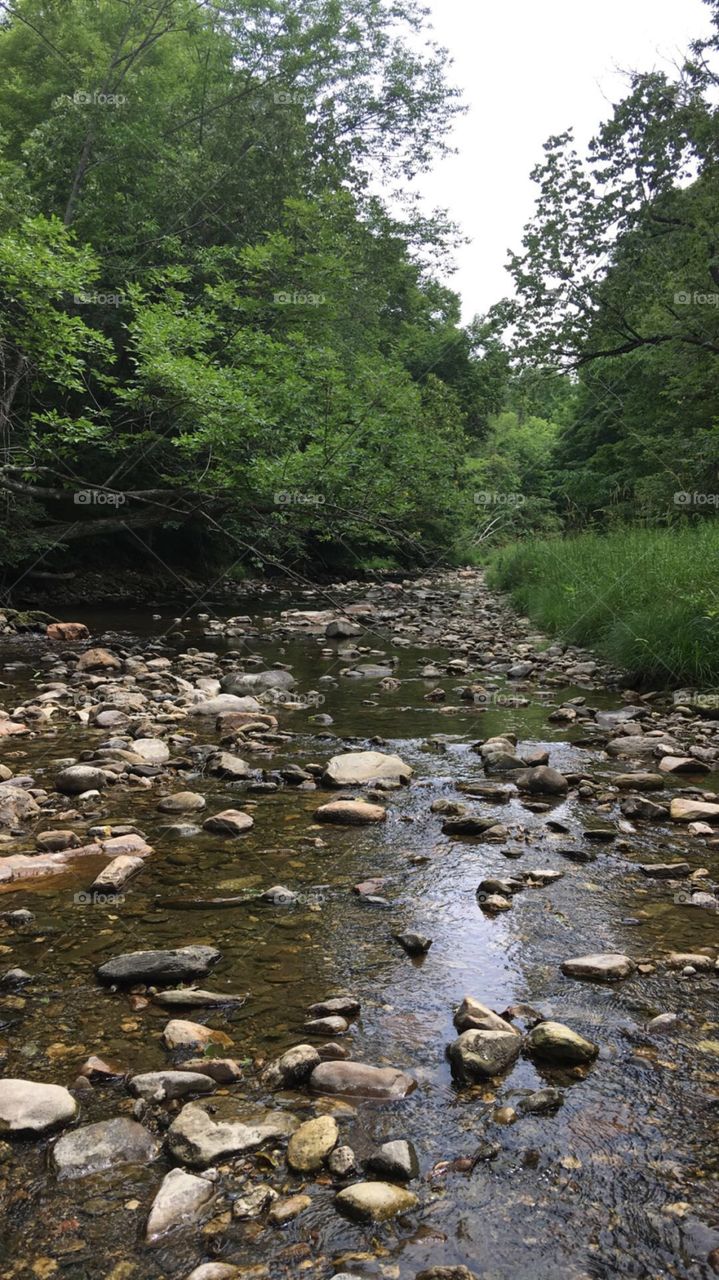 A calm shallow creek hidden in the woods