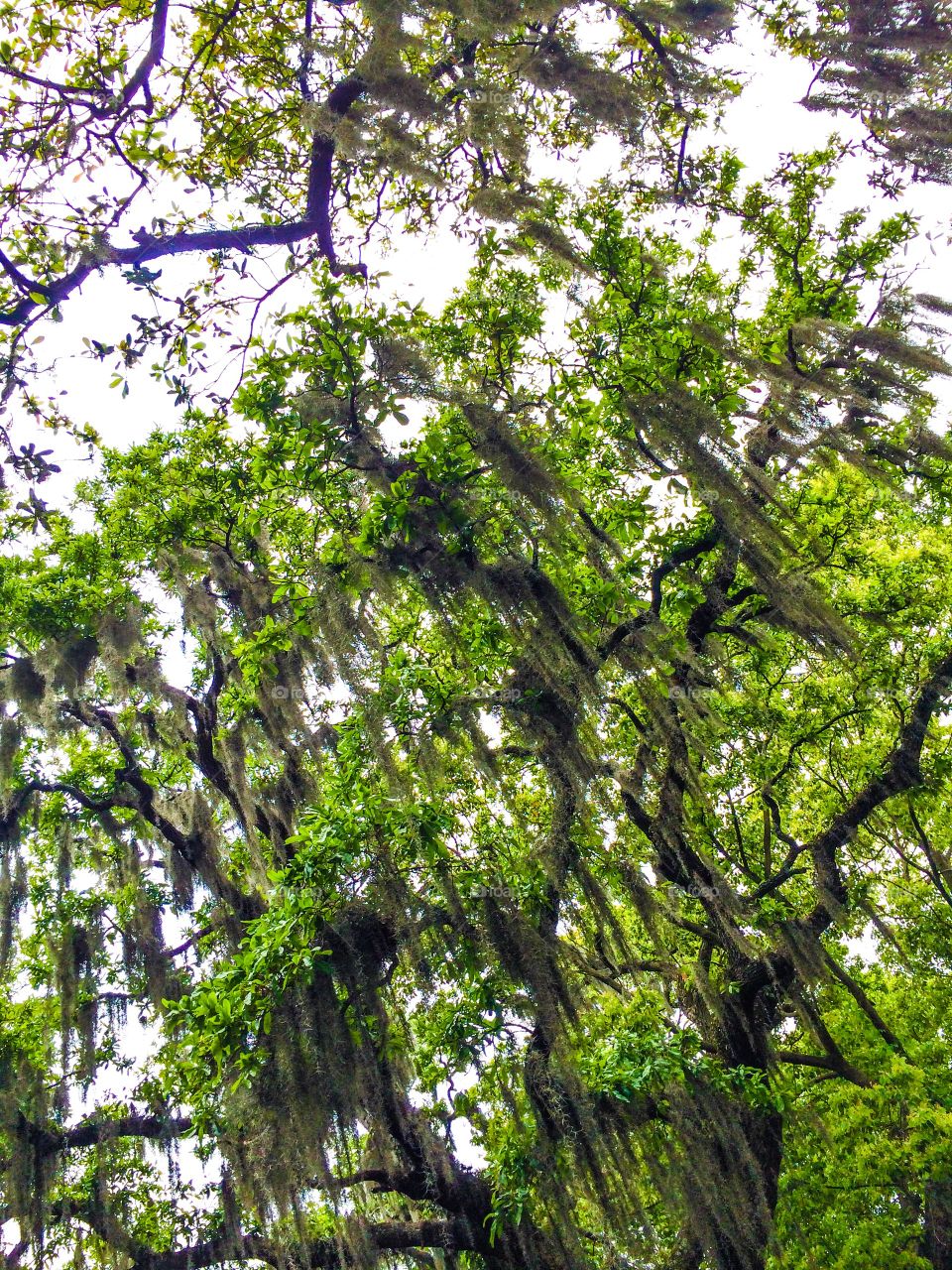 Trees. Moss hanging from the trees in Savannah 