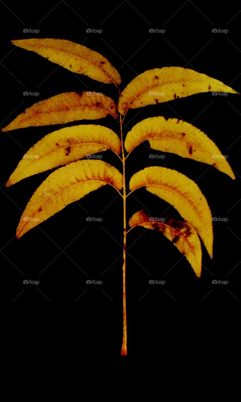 Golden fall tropical beautiful leaves 
along branch agains black backround