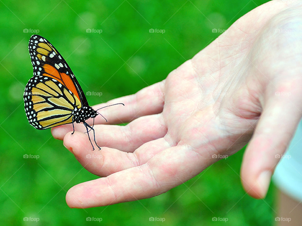 Monarch in Hand